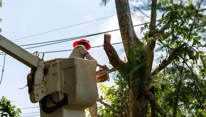 Tree care and maintenance services in Murray