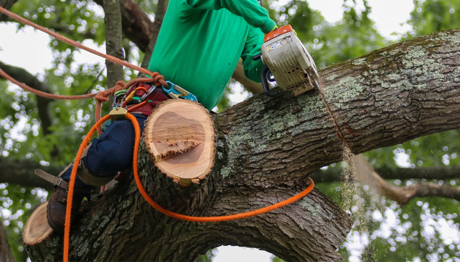 Relax with Murray best tree removal.