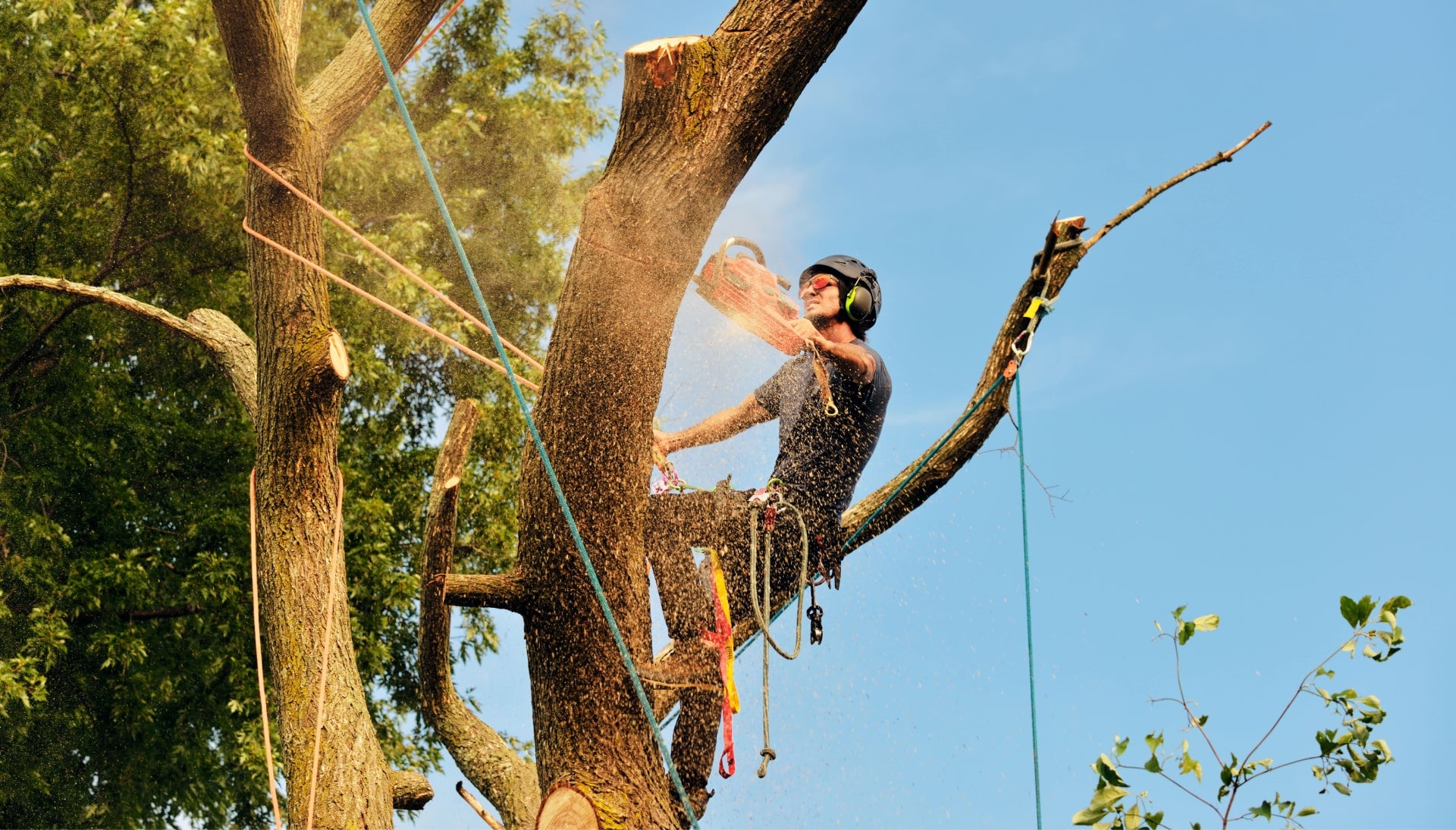 Murray tree removal experts solve tree issues.