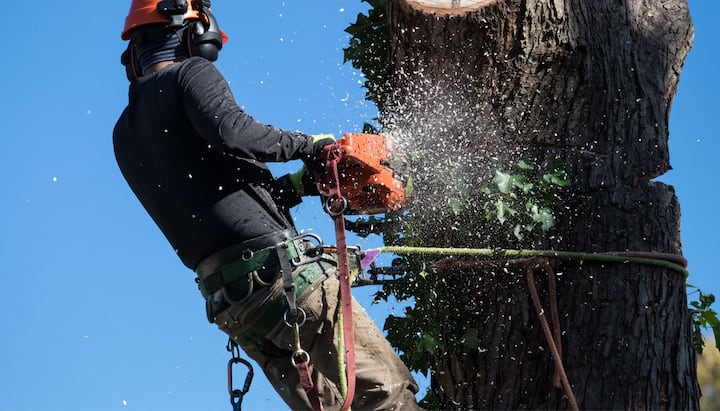 Professional Tree removal solutions in Murray